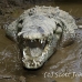 crocodile_american_tar_h_1589_cos2592.jpg